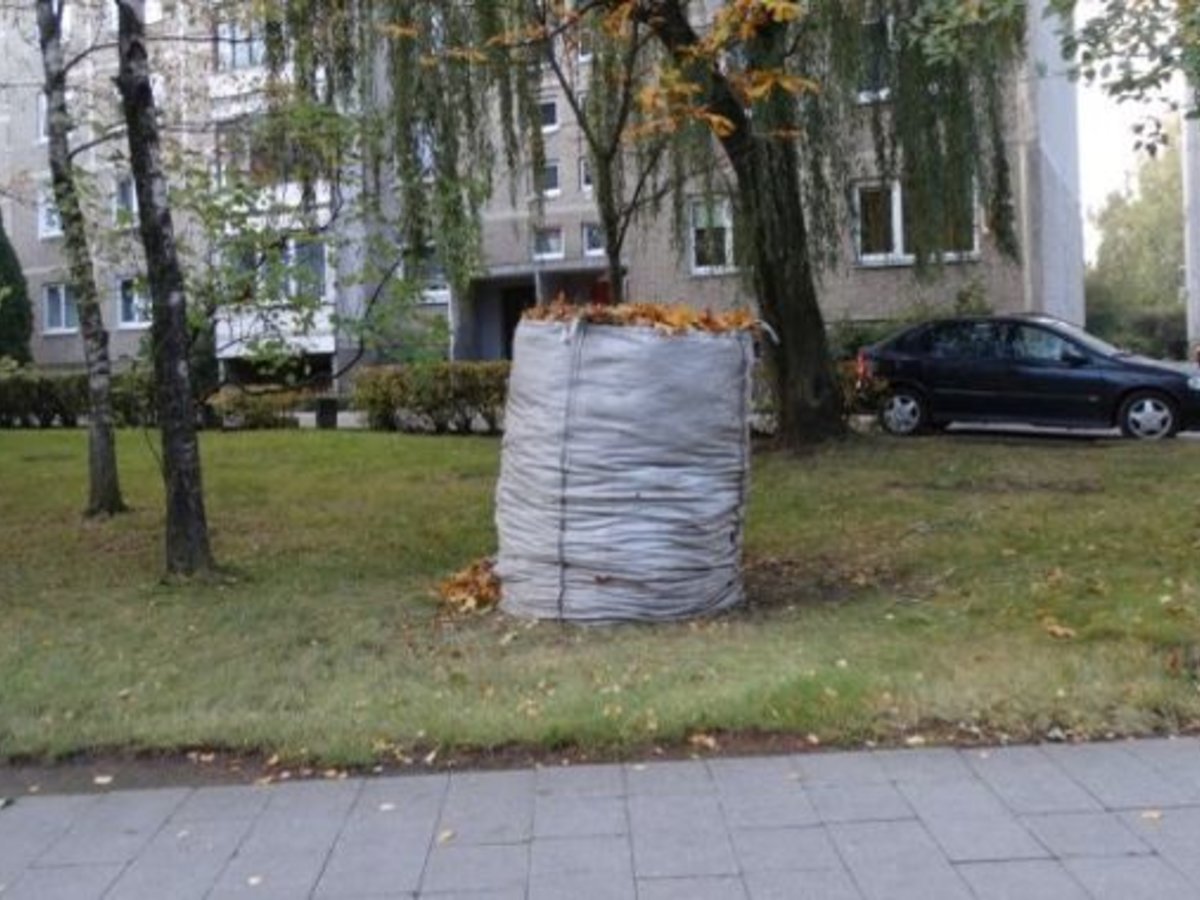 Sugrėbtų lapų išvežimo tvarka