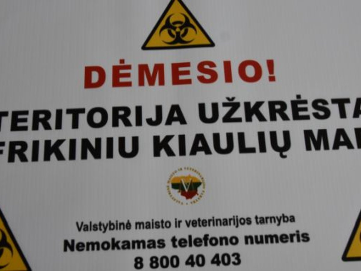 Varnabūdės miške ketvirtas afrikinio kiaulių maro atvejis