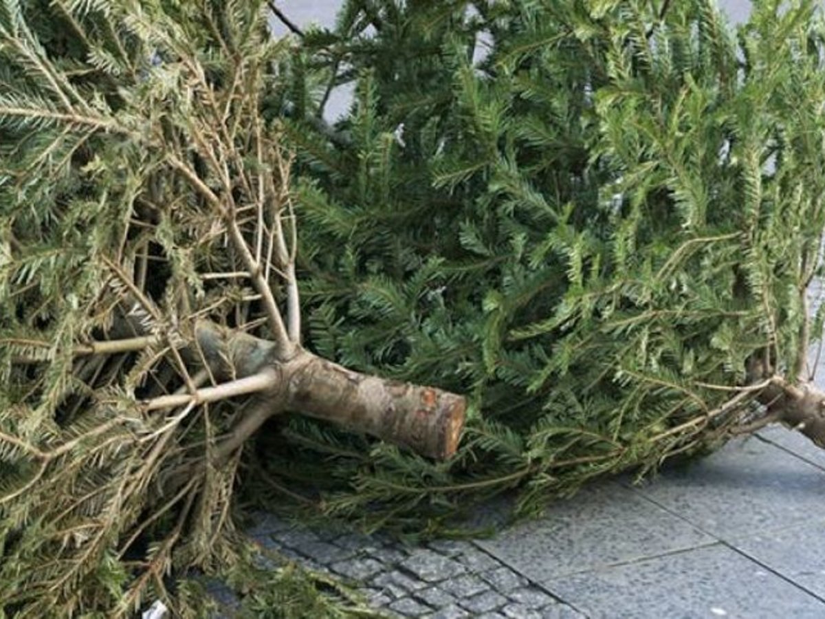 Organizuojamas kalėdinių eglučių surinkimas