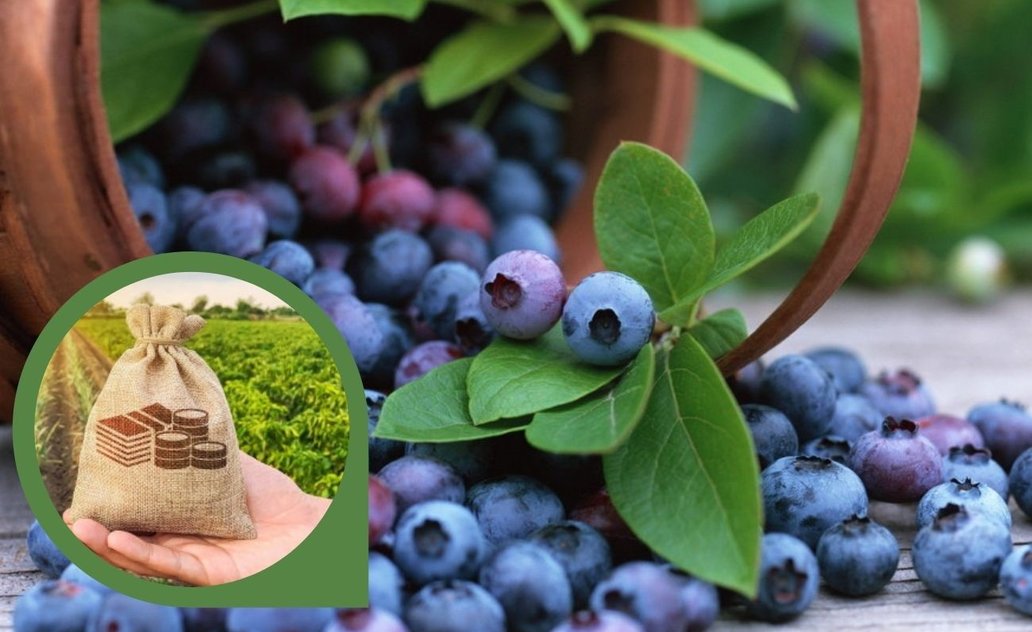 Ūkininkai ir mažos  bei vidutinės įmonės vėl gali gauti išimtinę laikinąją paramą
