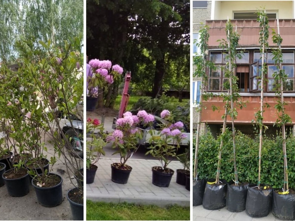 Daugiabučių namų  ir bendruomenių žaliąsias erdves papuoš nauji želdiniai