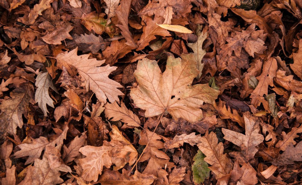 Lapų rinkimui dalinami dideli maišai