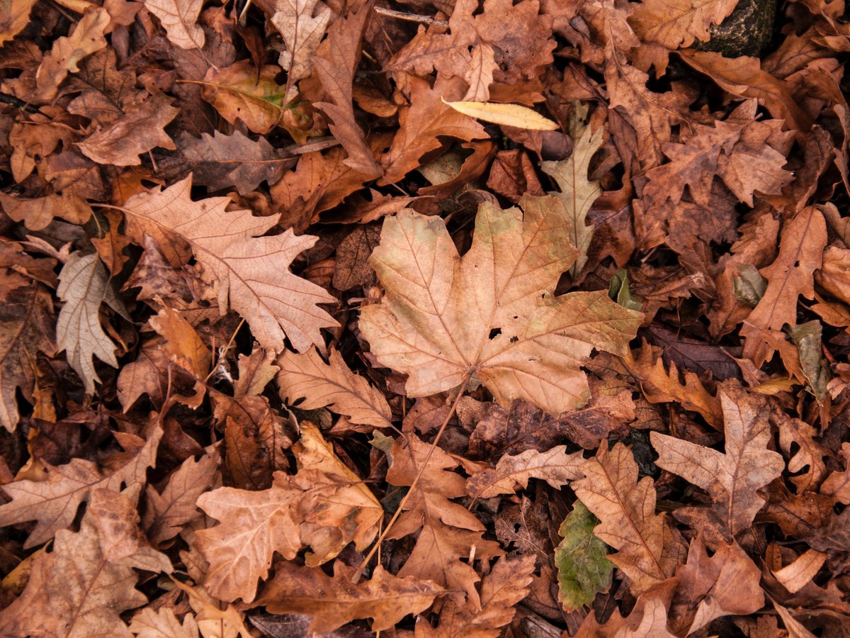 Lapų rinkimui dalinami dideli maišai