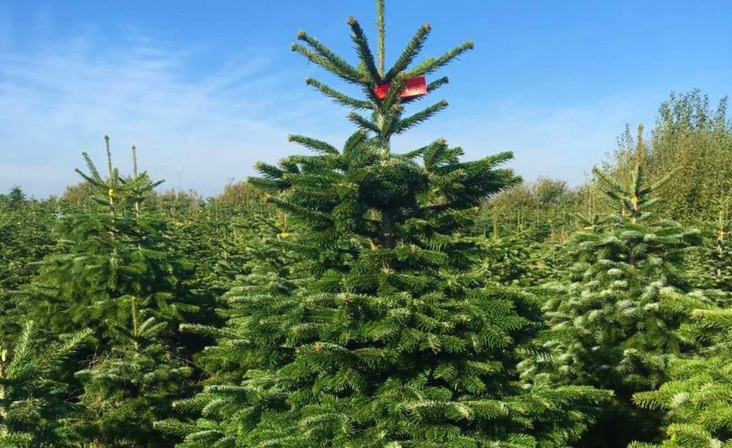 Prasidėjo aplinkosauginė akcija „Miškas“