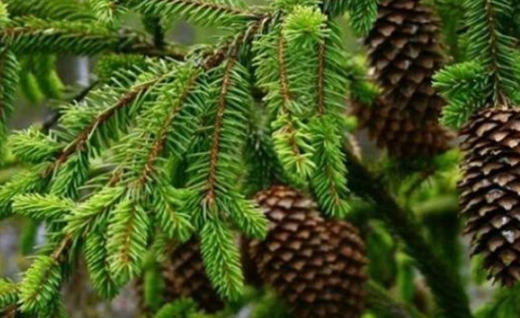 Kalėdinė akcija „Parsinešk Kalėdas į savo namus!“: miškininkai dalins eglių šakas!