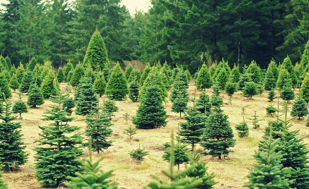 Marijampoliečiai išsaugotas kalėdines eglutes galės pasodinti eglučių skvere