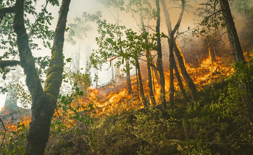 Dėl sausros laikinai draudžiama lankytis miškuose