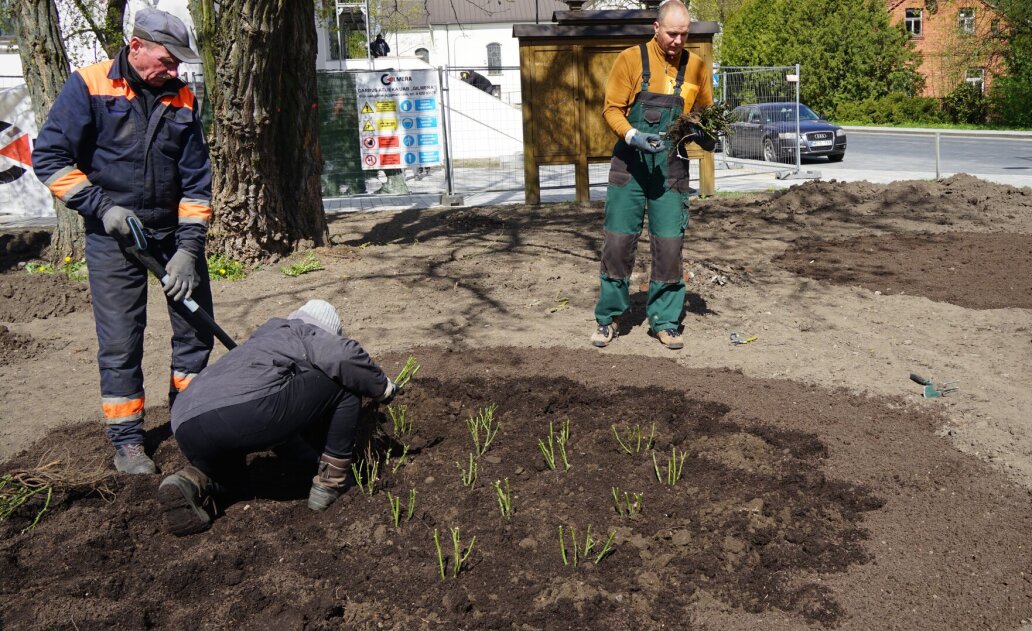 Marijampolę papuoš dar vienas rožynas –  dar viena dovana miestui 