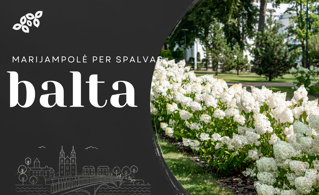 Marijampolė per spalvas: balta