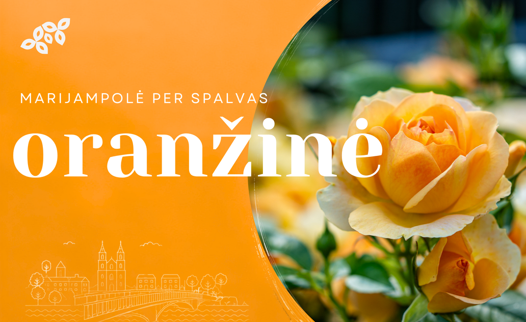 Marijampolė per spalvas: oranžinė