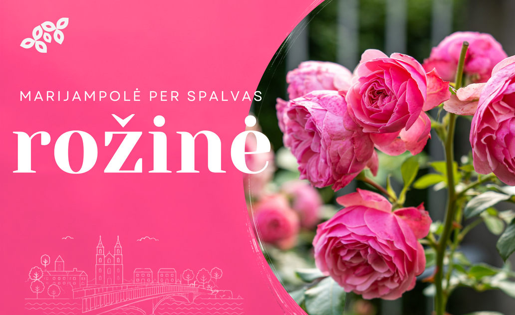 Marijampolė per spalvas: rožinė