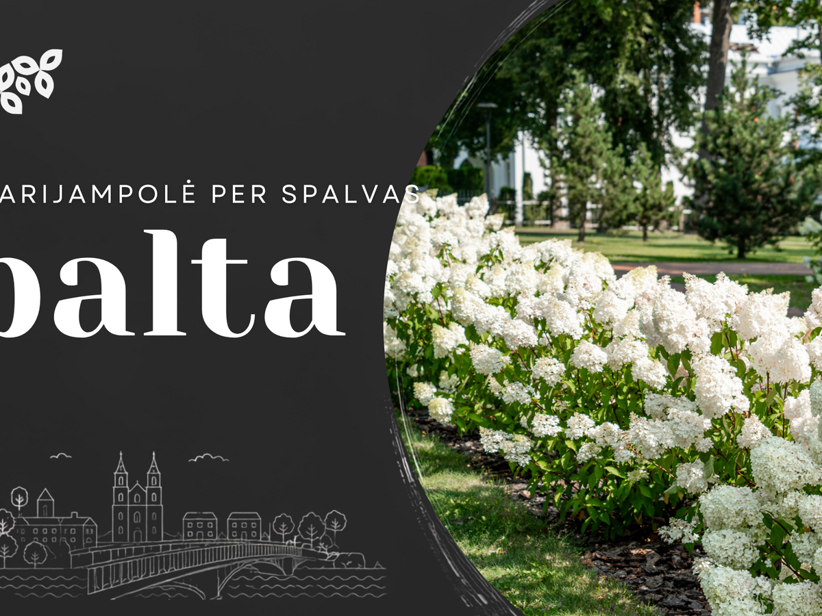 Marijampolė per spalvas: balta
