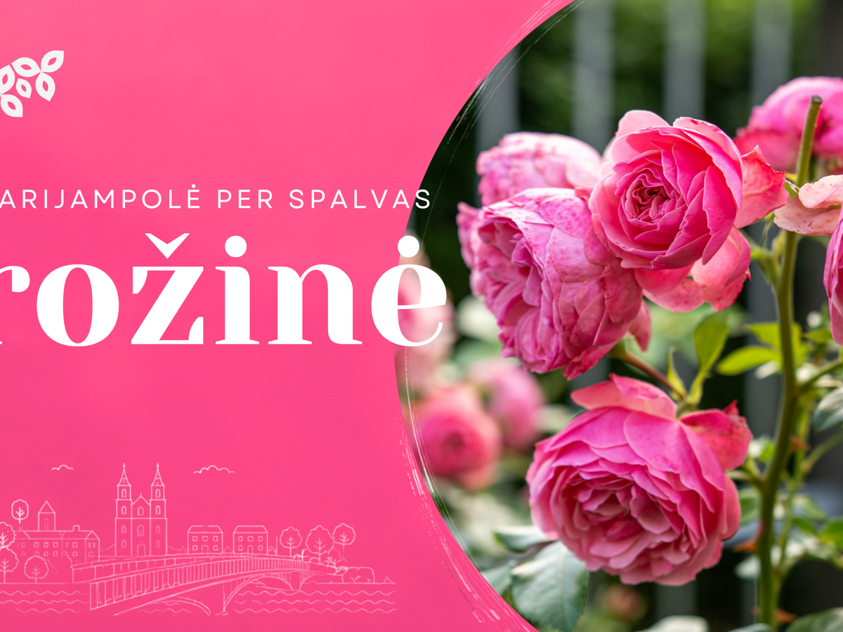 Marijampolė per spalvas: rožinė
